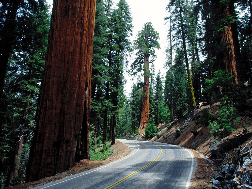 Redwood Road, Sequoia National Park